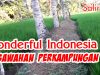 Wonderful Indonesia – Rice Field in Indonesian Village