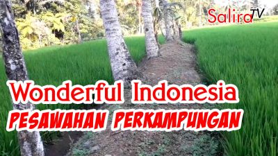Wonderful Indonesia – Rice Field in Indonesian Village
