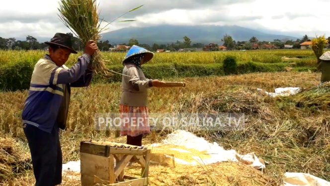 Indahnya Alam Pedesaan, Panen Padi di Sawah Luas