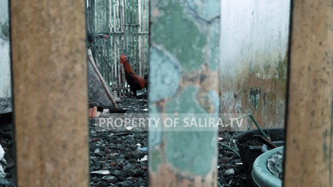 Suara Kokok Ayam Kampung Pedesaan, Obat Rindu Perantau