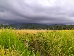 4K Relax Nature – Keindahan Alam Pesawahan Kaler di Kaki Gunung Syawal