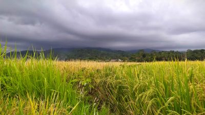 4K Relax Nature – Keindahan Alam Pesawahan Kaler di Kaki Gunung Syawal