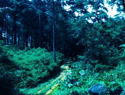 Hills in Darmacaang Pinus Forest Ciamis Indonesia