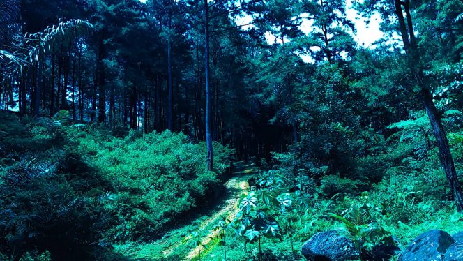 Hills in Darmacaang Pinus Forest Ciamis Indonesia