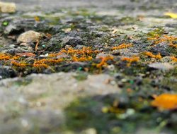 Macro Videography, Melihat Kehidupan Semut Lebih Dekat