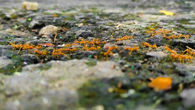 Macro Videography, Melihat Kehidupan Semut Lebih Dekat