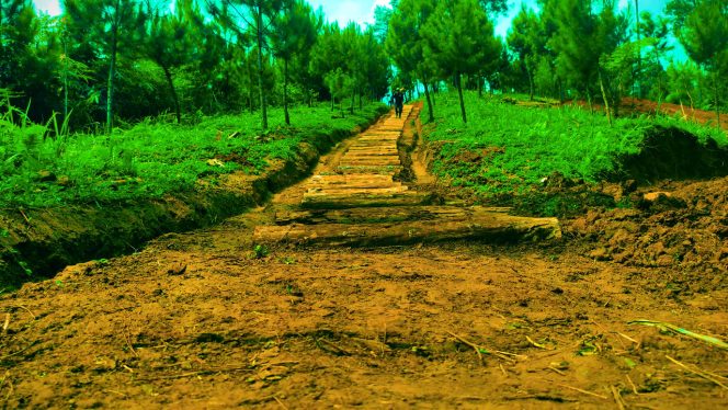 Perbukitan di Hutan Pinus Darmacaang Ciamis