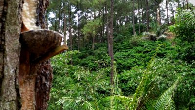 Puncak Hutan Pinus Darmacaang Ciamis