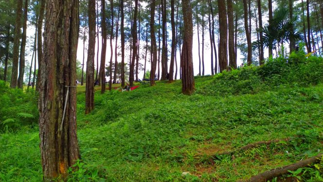 Wonderful Hutan Pinus Darmacaang Cikoneng Ciamis