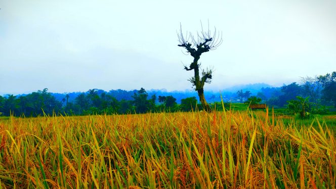 4K Relax Nature Pesawahan Gunungrasa Ciamis Jawa Barat