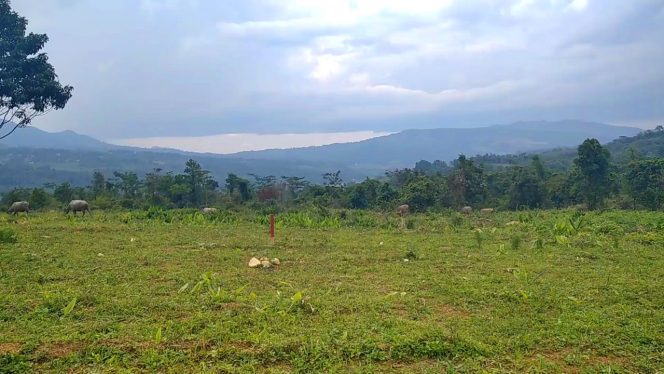 4K – Suara Suling Saat Gembala Kerbau di Padang Rumput