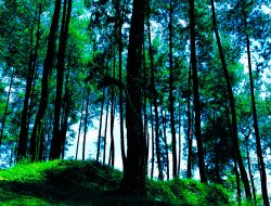 4K – Wonderful Bukit Pinus Wetan Ciamis