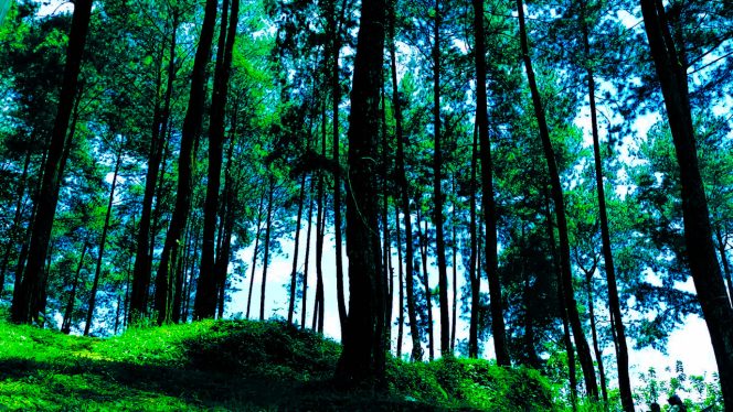 4K – Wonderful Bukit Pinus Wetan Ciamis