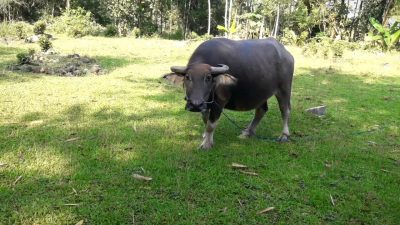 Relax Nature – See Indonesian Buffaloes Eating Grass in the Field