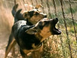 Waspada! 10 Kasus Gigitan Anjing Rabies Telah Terjadi di Kecamatan Pacar, Manggarai Barat NTT