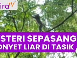 Misteri Sepasang Monyet Liar di Tasik: Mahluk Hutan atau Pertanda Gaib?