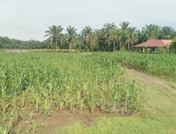 Polsek Kuala Gandeng Pesantren Nurul Amal dalam Program Ketahanan Pangan Nasional