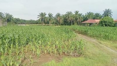 Polsek Kuala Gandeng Pesantren Nurul Amal dalam Program Ketahanan Pangan Nasional