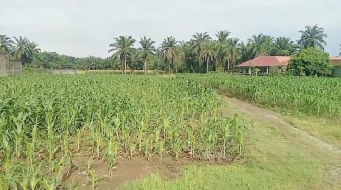 Polsek Kuala Gandeng Pesantren Nurul Amal dalam Program Ketahanan Pangan Nasional