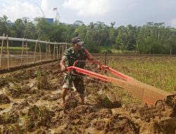 Babinsa Pasirsalam Serka Rahmat Suhendar Turun ke Sawah, Dukung Petani Percepat Pengolahan Lahan
