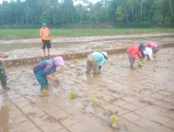 Babinsa Koramil 1211/Singaparna, Sertu Didin dampingi petani tanam padi untuk penguatan ketahanan pangan