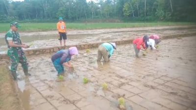 Babinsa Koramil 1211/Singaparna, Sertu Didin dampingi petani tanam padi untuk penguatan ketahanan pangan