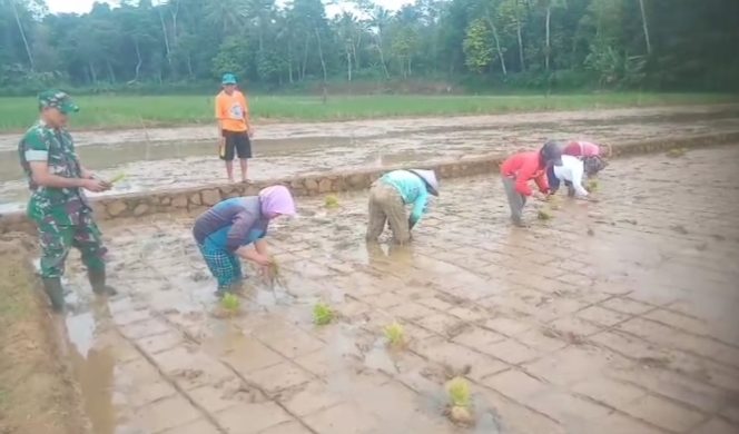 Babinsa Koramil 1211/Singaparna, Sertu Didin dampingi petani tanam padi untuk penguatan ketahanan pangan
