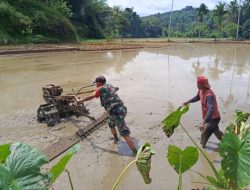 Babinsa Serka Rahmat Turun Membajak Sawah di Pasir Salam, Wujud Dedikasi TNI Perkuat Ketahanan Pangan
