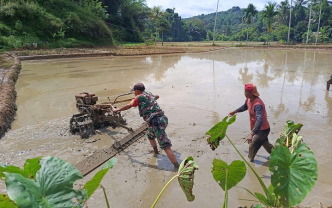 Babinsa Serka Rahmat Turun Membajak Sawah di Pasir Salam, Wujud Dedikasi TNI Perkuat Ketahanan Pangan