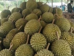 Kedai Durian Kujang Cikoneng Ciamis Jadi Magnet Kuliner, Tokoh Kuasa Hukum Kondang dari Cirebon Datang Khusus untuk Menikmati Rasa Juara