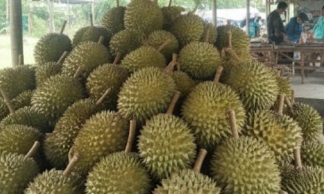 Kedai Durian Kujang Cikoneng Ciamis Jadi Magnet Kuliner, Tokoh Kuasa Hukum Kondang dari Cirebon Datang Khusus untuk Menikmati Rasa Juara
