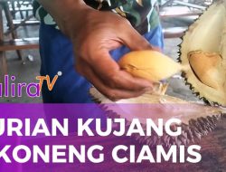 Sensasi Durian Kujang Ciamis Jadi Primadona Wisata Kuliner Akhir Pekan