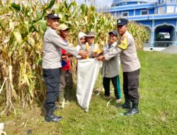 Panen Jagung Perdana, Polsek Kuala Tegaskan Dukungan pada Ketahanan Pangan