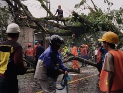 Pohon Tumbang Akibat Cuaca Ekstrem, Akses Ciamis–Banjar Terputus Sementara