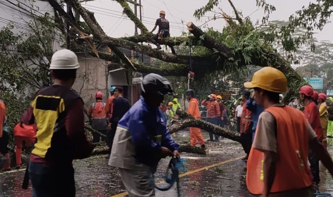Pohon Tumbang Akibat Cuaca Ekstrem, Akses Ciamis–Banjar Terputus Sementara