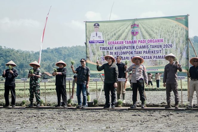 Ciamis Dorong Pertanian Sehat Lewat Padi Organik