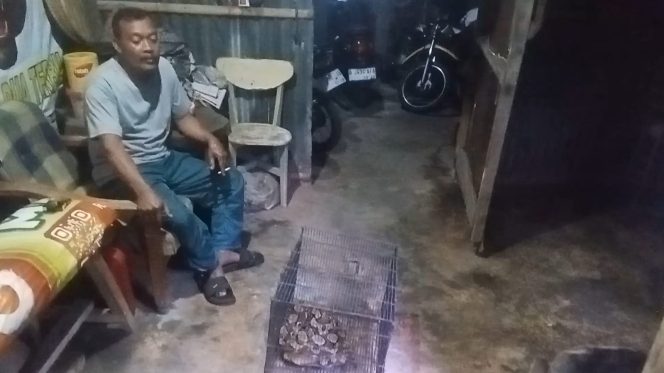 Warga Pasirlayung Dikejutkan Kemunculan Ular Python 2,5 Meter
