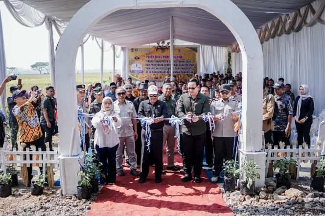 Panen Padi Organik Ciamis Perkuat Pertanian Berkelanjutan