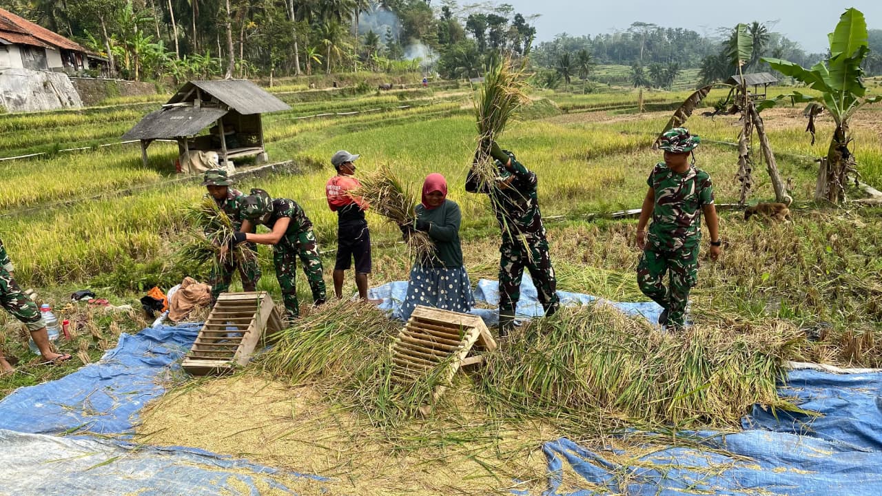 Satgas TMMD Ke-129 Kodim 0612/Tasikmalaya Bantu Warga Panen Padi